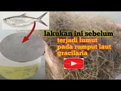 Video: Kawalan Alga Rumput - Cara Menghilangkan Alga Dalam Rumput