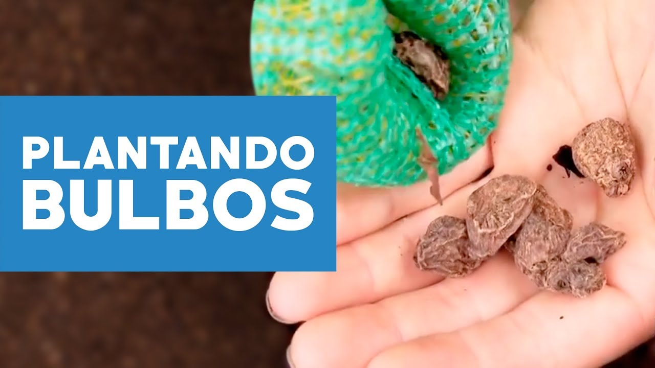 ¿Cómo plantar bulbos?