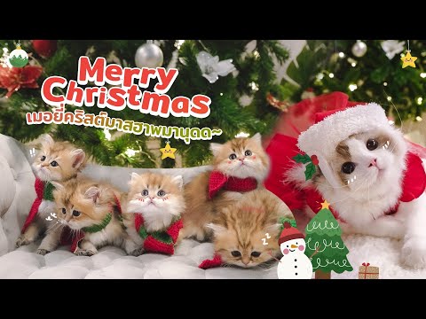 Christmas ทั้งที ไม่แกงแมวตัวเองไม่ได้แล้ว!