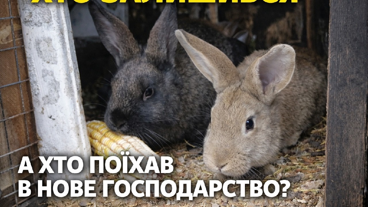 Великі зміни в господарстві | Молодняк росте, кролики роз’їхались