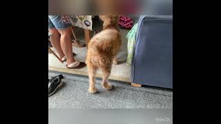 Im Bored So Heres Pictures Of My Friends Dog