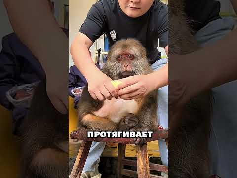 Самый милый макак в мире? Его кормит семья с любовью 🐒🍠 #животные