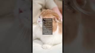 The Feline Way Understanding Cat BehaviorWhen it comes to cats many of us are familiar...