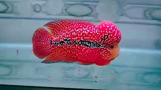 Top 16 Most Beautiful Red Kamfa Flowerhorn  Super Rare Flowerhorn Fish