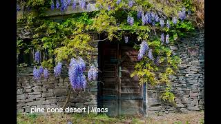 Pine Cone Desert:  Lilacs