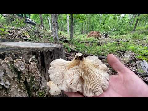 Wild edible oysters mushrooms in Tennessee.