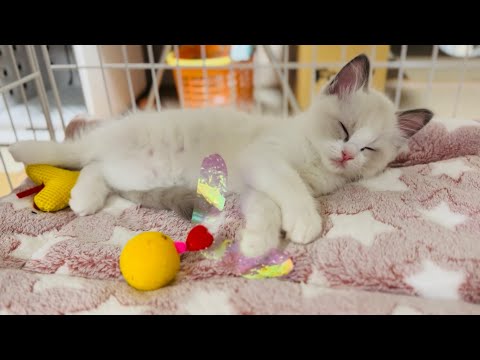 遊び盛り!ラグドールの子猫