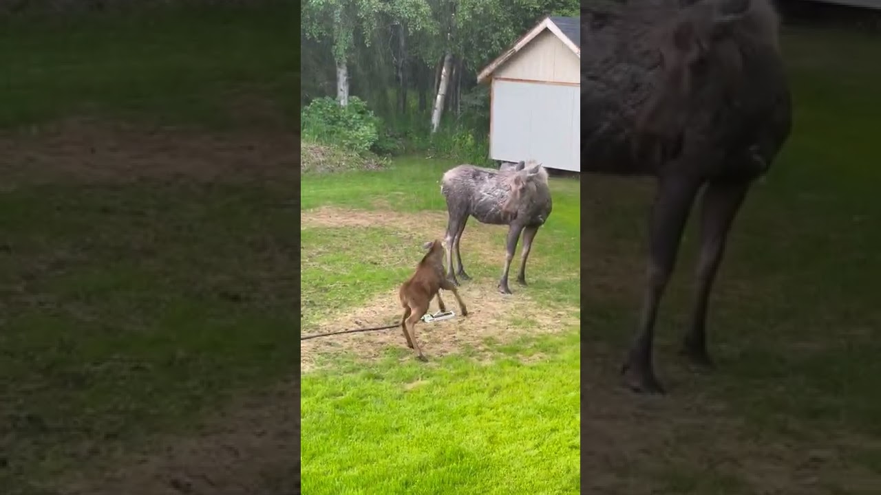 Baby Moose Gets Bossy Around Sprinkler || ViralHog