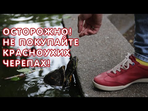 ОСТОРОЖНО! Не покупайте красноухих черепах!