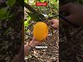 The 5 most Unpopular fruits on earth but people still eat them!
