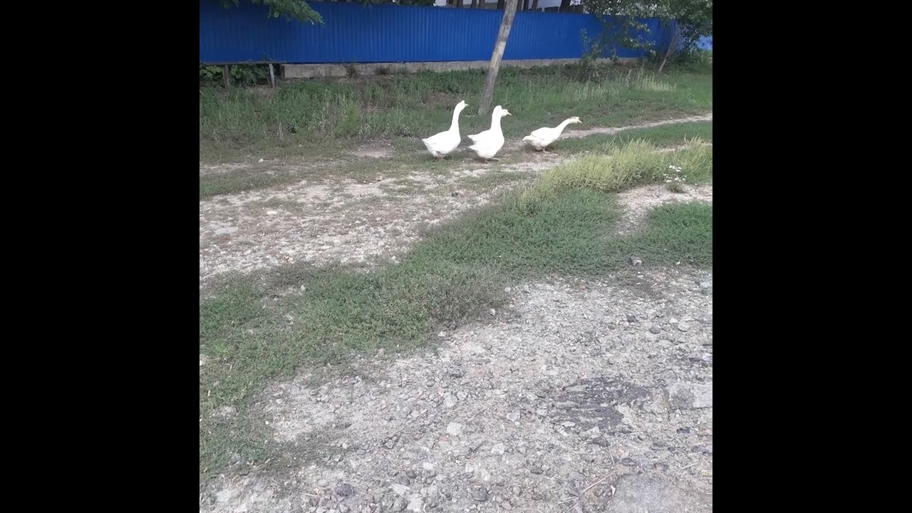 Гуси как лебеди но не летают. - YouTube