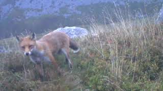 Fox Trail Cam Clips by andrew edwards 2,285 views 3 years ago 2 minutes, 47 seconds