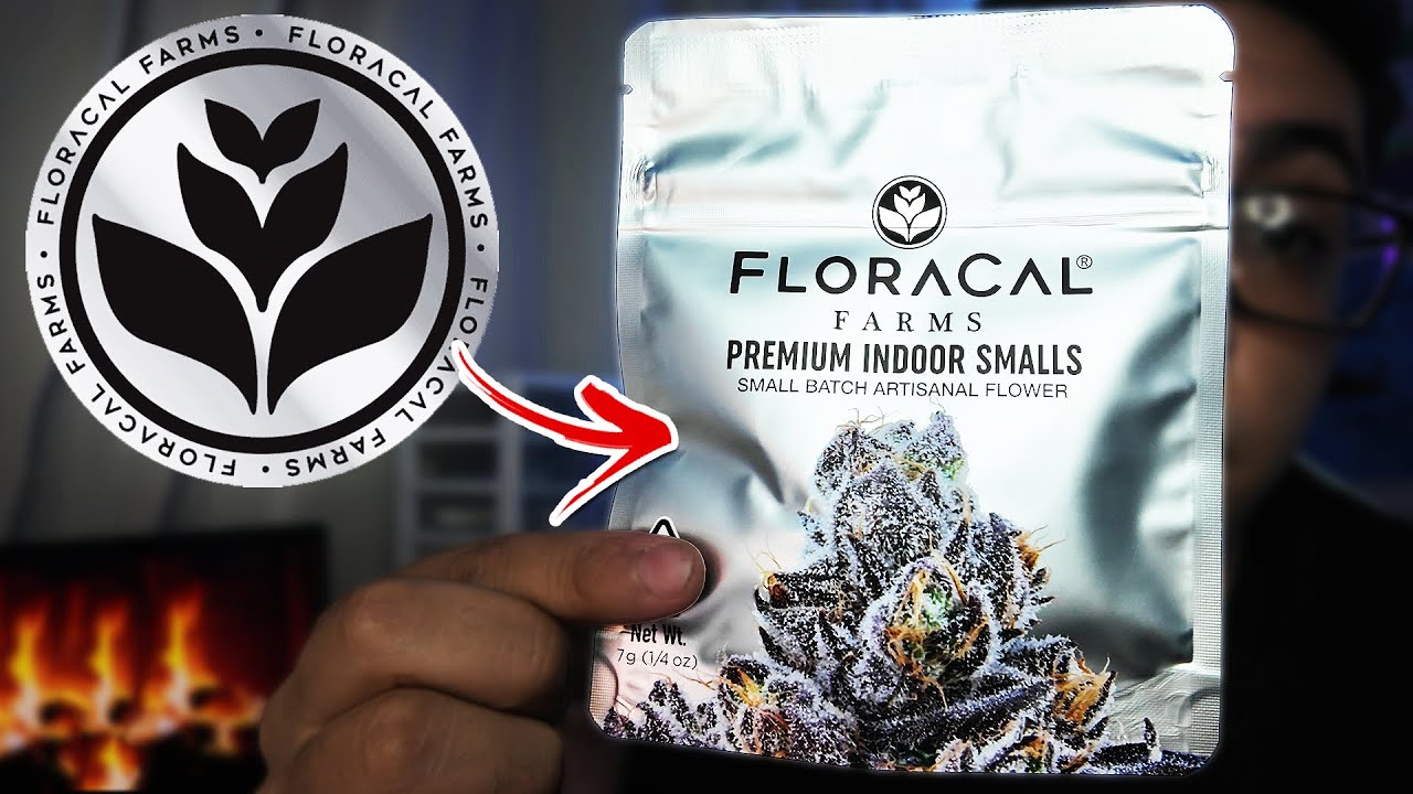 This MAUI PUNCH by FLORCAL was DEFINITELY PREMIUM! | FLORACAL FARMS MAUI PUNCH INDOOR SMALLS!