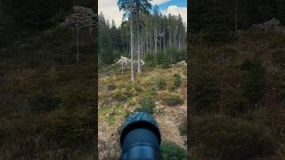 Rys Ostrovid Na Šumavě