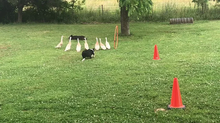 The Quack Pack || ViralHog