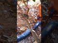 Oramanthus plant grafting special shorts monty bonsai