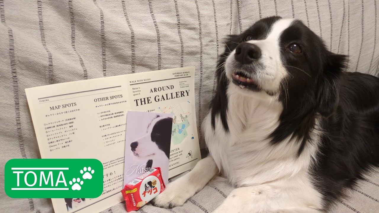 写真展でスーパーモデルに会えたボーダーコリー【保護犬5年目】