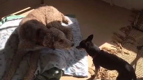 Adventures of Bodie the Pointer Poodle