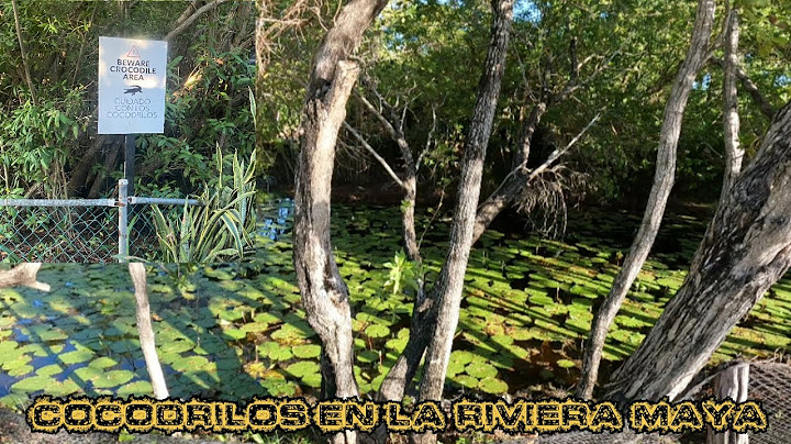 COCODRILOS EN LA RIVIERA MAYA, TENGAN CUIDADO EN ESTA ZONA!⚠️🛑🐊
