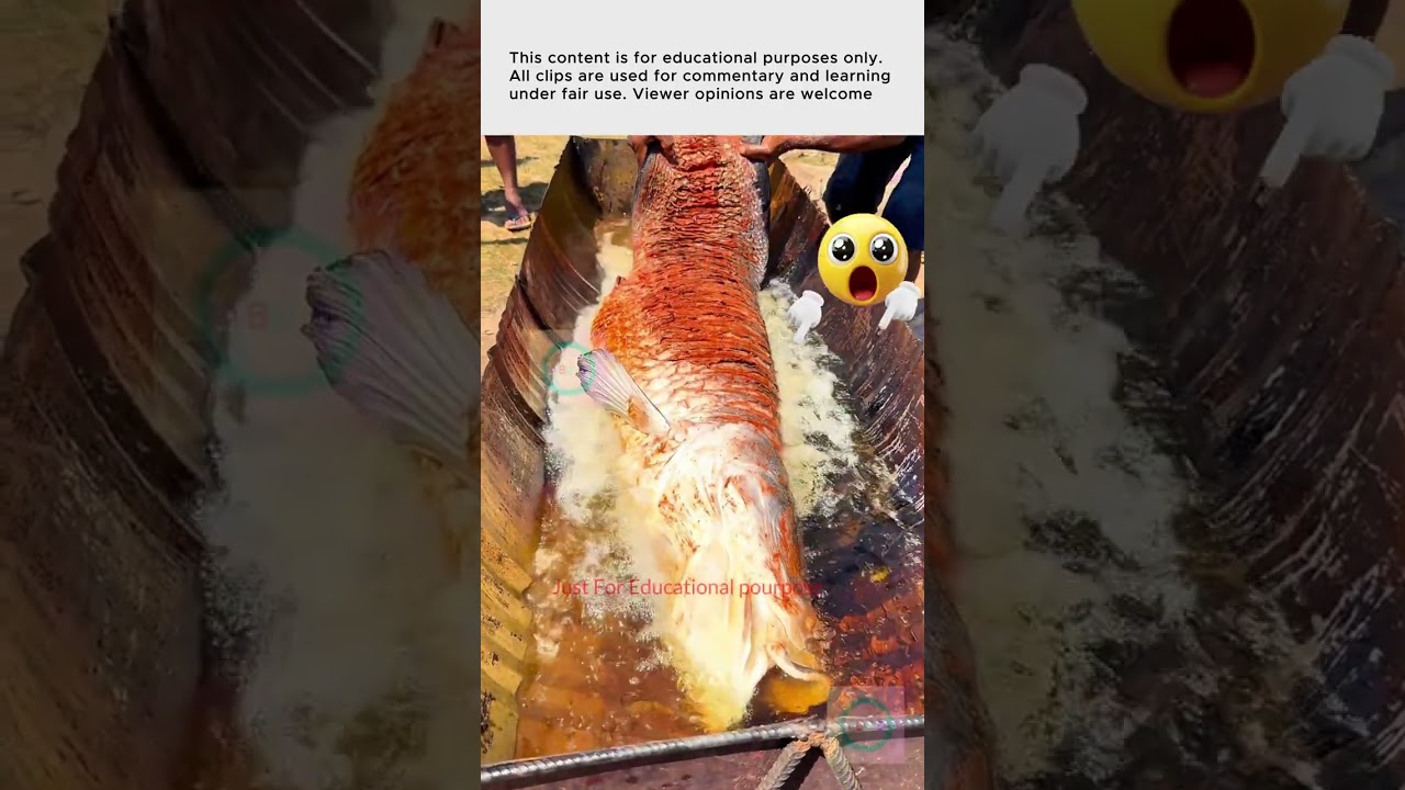 Epic fish fry | Largest Fish Fry  | Amazing Fish | 