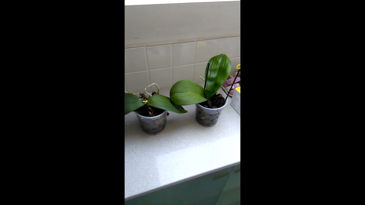 Phalaenopsis Orchid Keiki and mother update. 