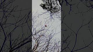 Wow Shotkam Slow Motion Spiral Hit Hit & Miss Shooting