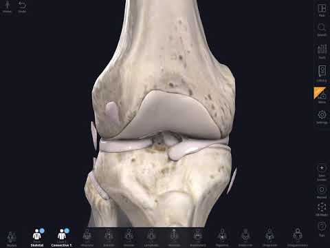 მუხლის ლიგამენტები, ligaments of the knee joint pt.1