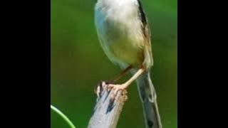 MP3 Ribut // Ciwah,Cigun,Cimplong cocok banget 👍