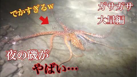 ひぐらしなまずガサガサタコ Mp3