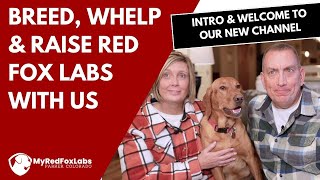 Learn how to breed, whelp and raise Red Fox Labradors!