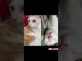 #cat #cats#catvideos #catshorts #meo #meow #mèo #meow #meomeosạchsẽ #meovv #catvideo #catvideos