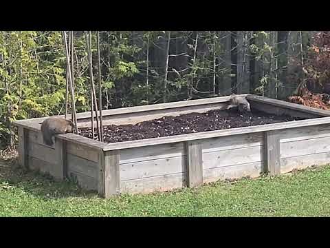 Groundhog vs Squirrel