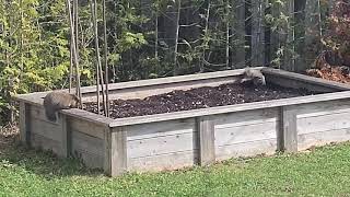 Groundhog vs Squirrel