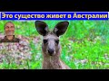 Еще одно чудо австралийской природы. (видео 406)