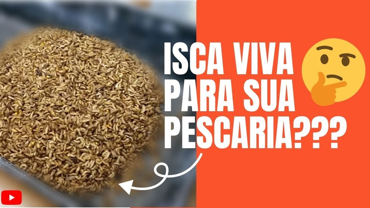 COMO TER ISCA VIVA, pescaria de Tilápia, Piau o Bichinho da Laranja...PEGA MESMO
