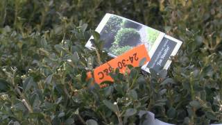 Boxwood Breeding Pioneer