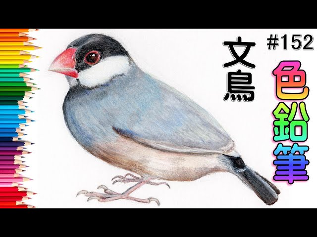 色鉛筆画 文鳥 (原画) 文鳥【色鉛筆画】イラスト 絵画colored pencil drawing Java
