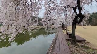 한국과학기술연구원(KIST) 봄-벚꽃