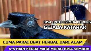 BURUNG GEJALA KATARAK BISA SEMBUH TOTAL,,,CUMA PAKAI OBAT HERBAL GRATIS DARI ALAM