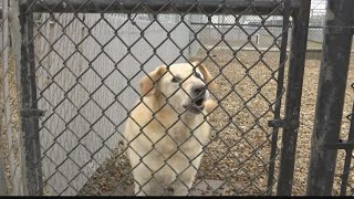 IACS Deck the Paws adoption event