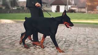 Doberman Pinscher  The Best Guard Dog Breed