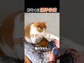 完成にセルフサービスできちゃう猫氏 #猫動画 #賢い猫 #おやつタイム #癒し動画 #shorts