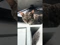His Reaction.!#shortvideo #catfunnyvideos #subscribemychannel