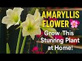How to grow Amaryllis "लिलि" in summer with all updates | Bulb to Flower