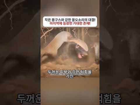 작은 몽구스와 강한 꿀오소리의 대결! 마지막에 등장한 거대한 존재! #꿀오소리 #몽구스 #코끼리 #야생동물 #생존경쟁 #foryou thumbnail