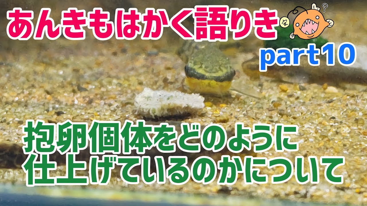 オトシンクルスの抱卵個体をどのように仕上げていくかのお話【あんきもはかく語りき】