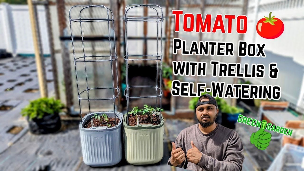 money plant in a pot XL Potted Money Plant | 150170cm