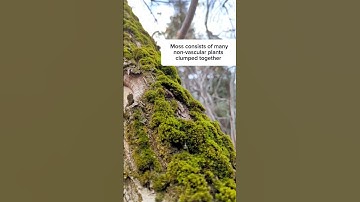 not a fungi, nor an algae #shorts #nature #video  #science #moss #biology