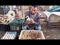 حيلة دكية لاجبار الدجاجة على الرقود على البيضA stunt trick to force the hen to squat on the eggs