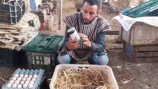 حيلة دكية لاجبار الدجاجة على الرقود على البيضA stunt trick to force the hen to squat on the eggs